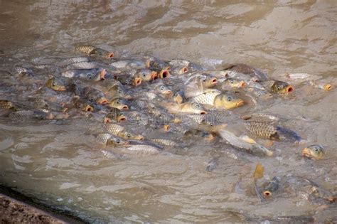 European Carp an Introduced Invasive Pest in the Australian Freshwater ...