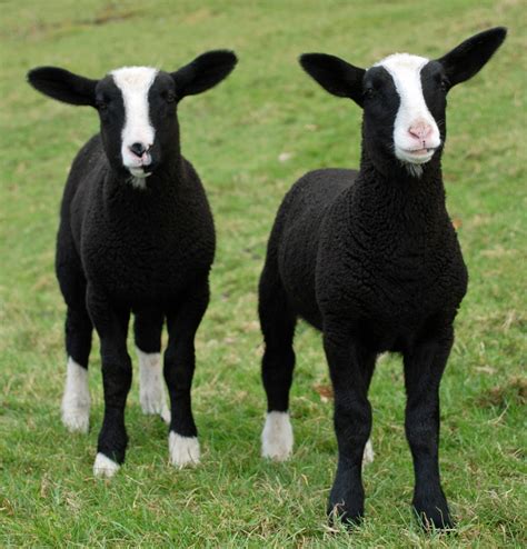 Pedigreed Zwartbles lambs in Snowdonia, North Wales | Sheep breeds ...