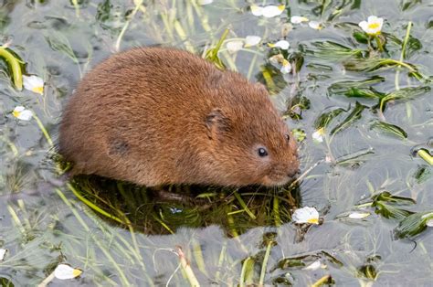 Where can I see the European Water Vole in the wild