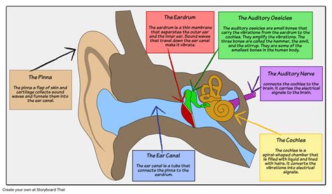 Sound Waves - Structure of the Ear: Have your students label a diagram ...