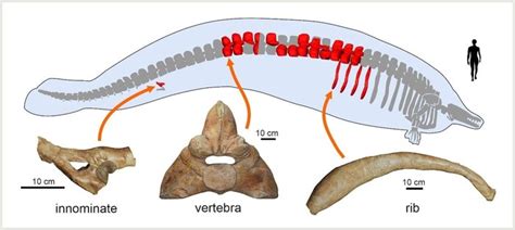 The chonkiest animal ever may have been this massive ancient whale ...