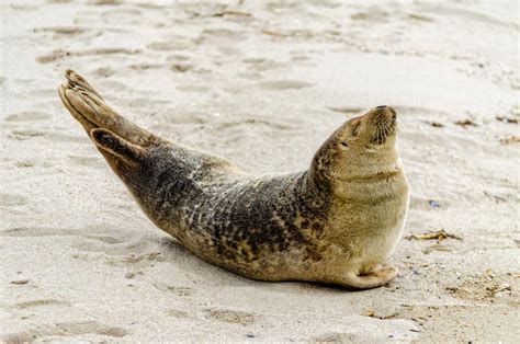 'Neil the Seal' Is Causing Chaos and Total Delight in Tasmania