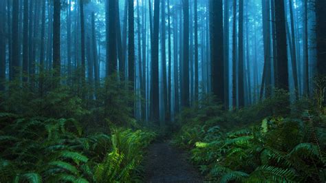 First light in foggy rainforest, Olympic NP (OC: garretgetsaround) : r ...