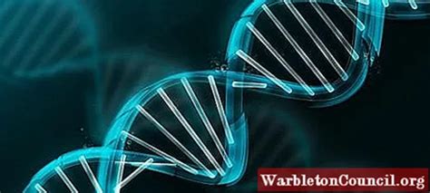 Euchromatin: structure and functions - science - 2023