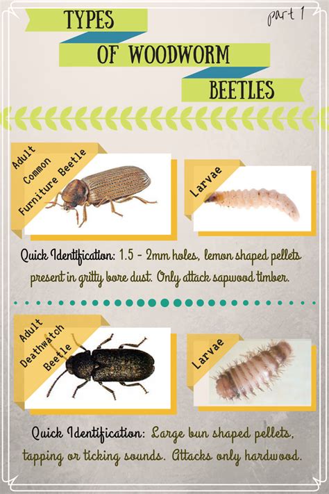 Everything You Need to Know About Wood-Boring Beetles - Dengarden