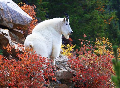 Colorado Wildlife - Clear Creek County Tourism Bureau