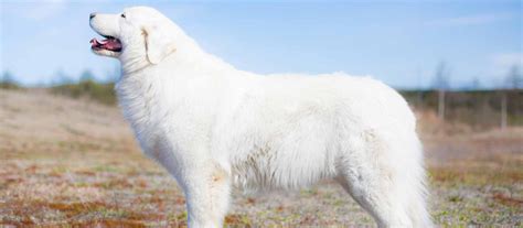 Are Maremma Dogs Endangered