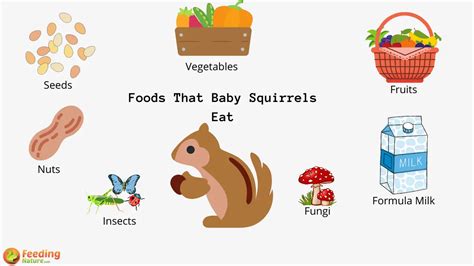 How To Feed A Baby Squirrel Shop Buy, Save 66% | jlcatj.gob.mx