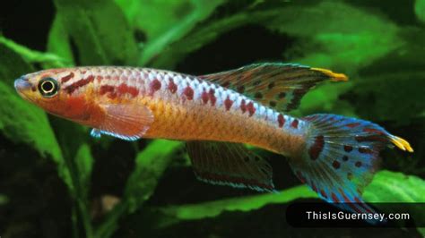 Lampeye Killifish Breeding & Eggs: Things You Should Know