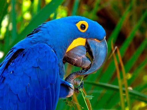 Blue Macaw - Animal Care