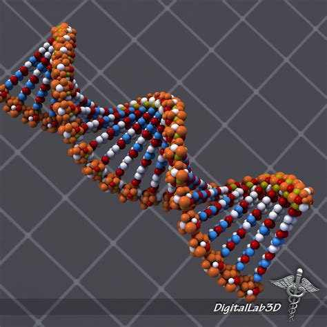 DNA structure 3D model | CGTrader