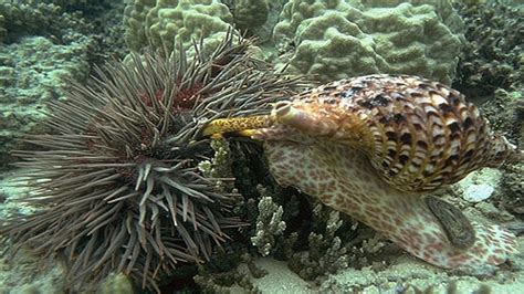 Predator versus predator: Giant sea snails take starfish that eat reefs ...