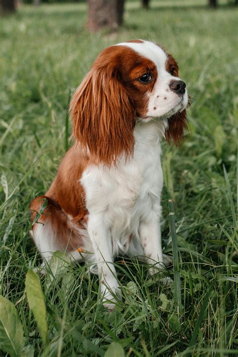 Cavalier King Charles Spaniel Puppies (19 cute pups) - Talk to Dogs