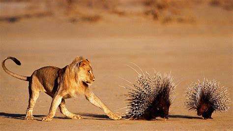 Lions wounded by porcupines may be more likely to attack people ...