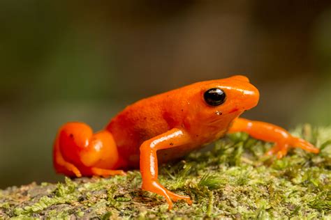 Fabulous Frogs | The World's Most Endangered Frogs | Nature | PBS