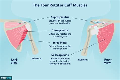 SHOULDER SURGERY - SLAP TEAR EXERCISES — Brill Physical Therapy