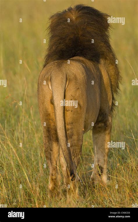 Black maned lion standing in plains-rear view Stock Photo - Alamy