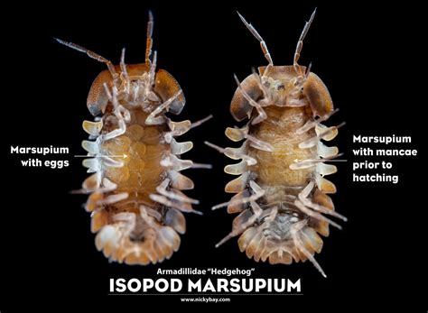 Isopod Anatomy and Biology - Isopod Site