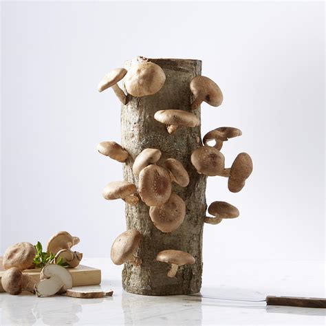 The Shiitake Mushroom Log - Hammacher Schlemmer