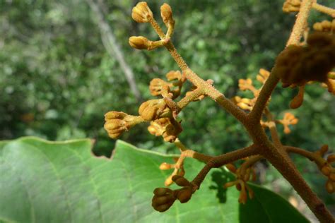 Virola Aubl. | Plants of the World Online | Kew Science