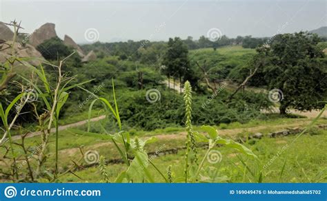 Jawai Dam Rajsthan India Pure Nature Green Green Jawai Dam Stock Photo ...