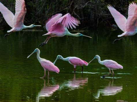 Wading Birds Returning to Historic Nesting Grounds in the Everglades ...