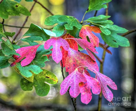 Sassafras Leaves in Autumn Photograph by Kerri Farley - Fine Art America