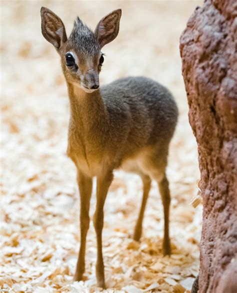 The first baby Kirk´s dikdik to be born at Prague Zoo