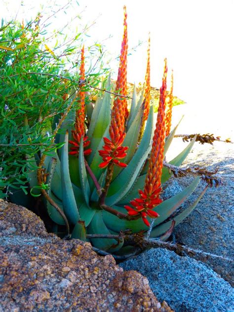 Desert Plants Namibia | Desert plants, Desert flowers, Plants