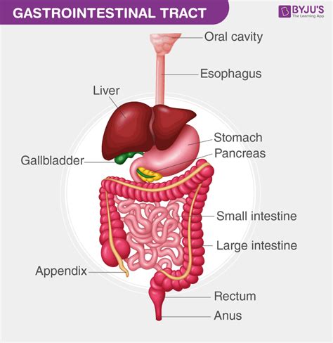 Gastrointestinal Tract - Definition, Anatomy, Infection, Diseases