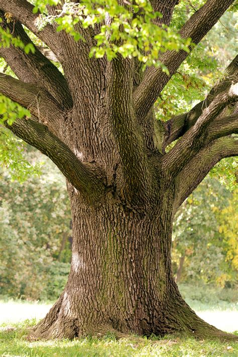 1 Evergreen Oak Tree 15-20cm 'Quercus Ilex', Ornamental Tree, Grow ...