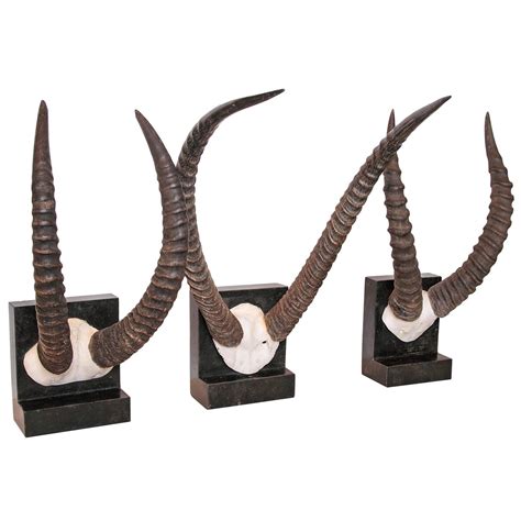 Vintage African Sable Antelope Horns For Sale at 1stdibs