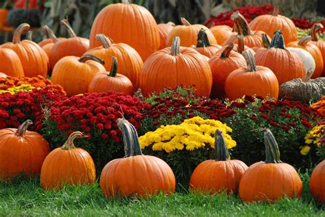 Fall Autumn Pumpkins Desktop Wallpapers - Top Free Fall Autumn Pumpkins ...