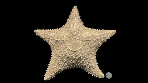 Red Cushion Sea Star – Natural History Society of Maryland