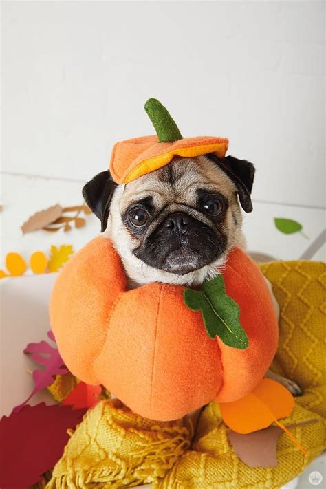 Dog costumes: Making Halloween fun for your fur baby - Think.Make.Share ...