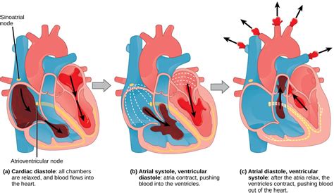 Circulatory and Respiratory Systems | OpenStax: Concepts of Biology