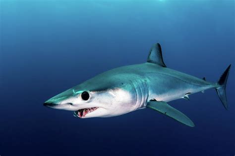 A Shortfin Mako Shark Swimming Photograph by Alessandro Cere - Fine Art ...