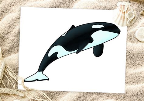 How to Draw an Orca (Step-by-Step-tutorial) | Design Bundles