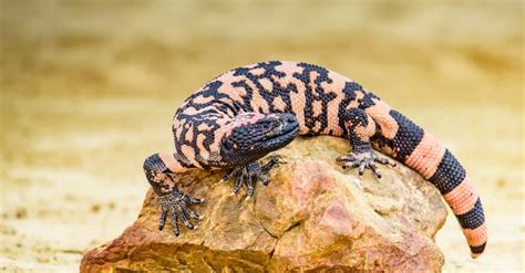 Are Lizards Poisonous? And 3 Types of Venomous Lizards - A-Z Animals