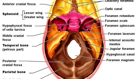 Foramen ovale (skull)