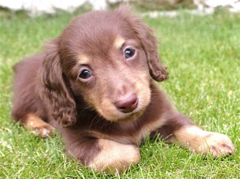 Dachshund Miniature, Long Haired - SpockTheDog.com