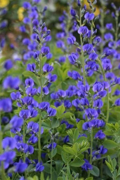 50 BLUE WILD INDIGO false Indigo Baptisia Australis Flower - Etsy ...