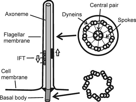 Diagram of structures common to all motile cilia and flagella ...