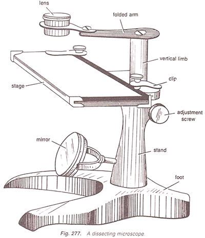 Dissecting Microscope | Dissecting microscope, Microscope, Botany