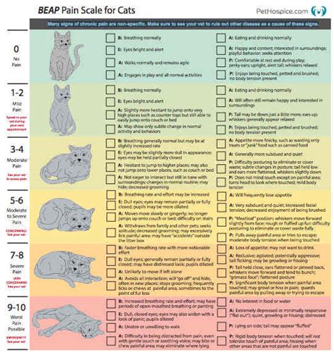 Beap Pain Scale For Cats