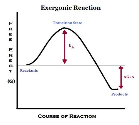 Exergonic Reaction Diagram - Wiring Diagram Pictures