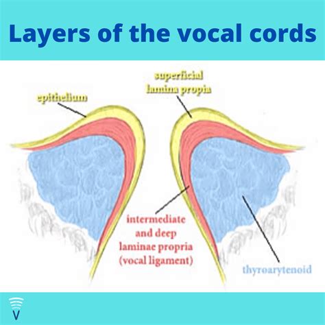 Blog - VoiceFit