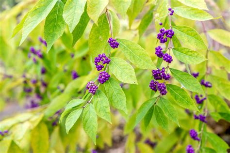 How To Grow and Care For Beautyberry