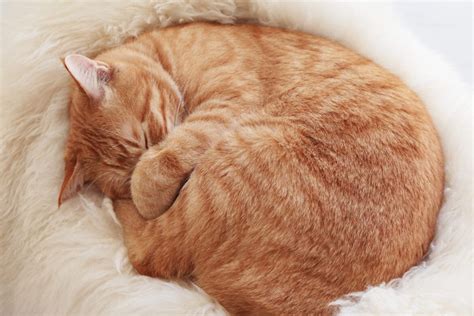 Why Do Cats Curl Up When They Sleep?