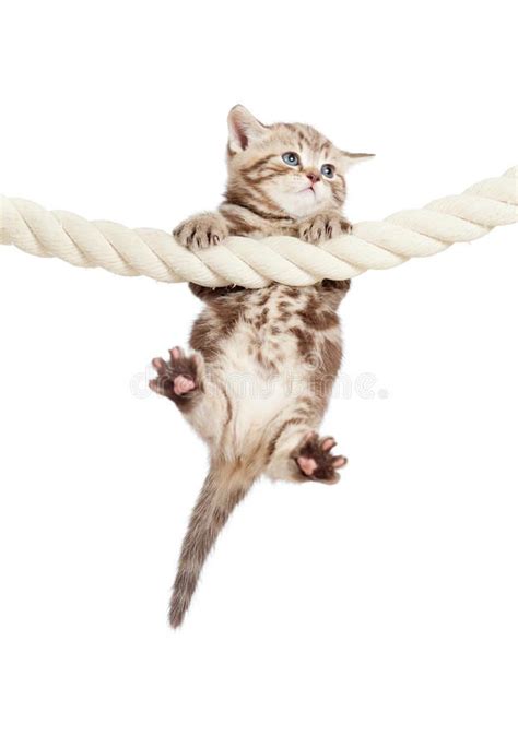 Funny baby cat hanging on rope. Isolated , #Affiliate, #cat, #baby, # ...